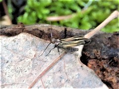 Esperia sulphurella