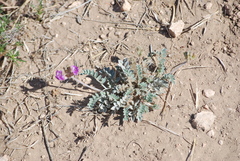 Astragalus missouriensis