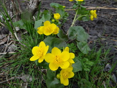 Caltha palustris