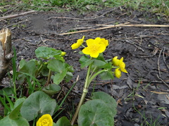 Caltha palustris