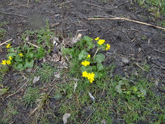 Caltha palustris