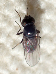 Oscinellinae