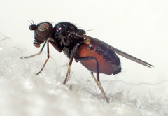 Oscinellinae