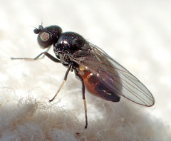 Oscinellinae