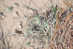 Castilleja sessiliflora
