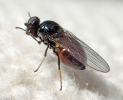 Oscinellinae