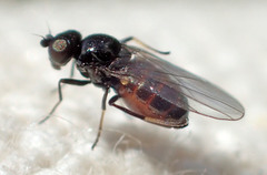 Oscinellinae