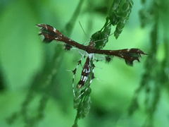 Geina tenuidactylus