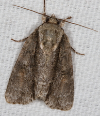 Acronicta connecta
