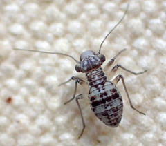 Mesopsocus unipunctatus