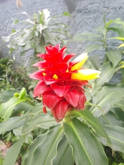 Costus spiralis