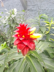 Costus spiralis