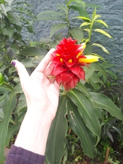 Costus spiralis