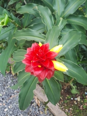 Costus spiralis