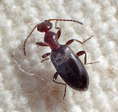 Ischyropalpus nitidulus