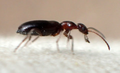 Ischyropalpus nitidulus