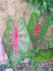 Caladium bicolor