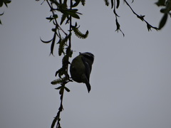 Cyanistes caeruleus