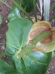Anthurium andraeanum