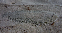 Aseraggodes bahamondei