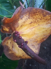 Anthurium andraeanum