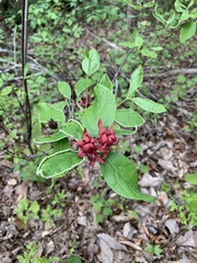 Calycanthus floridus