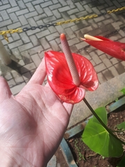 Anthurium andraeanum