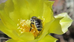 Lithurgopsis gibbosa