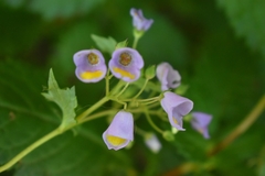 Jovellana punctata