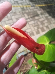 Anthurium andraeanum
