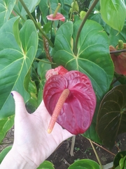 Anthurium andraeanum