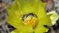 Lithurgopsis gibbosa