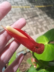 Anthurium andraeanum