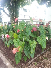 Anthurium andraeanum
