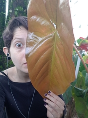 Anthurium andraeanum