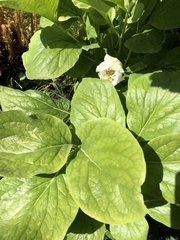 Paeonia mlokosewitschii