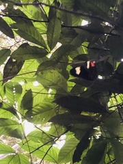 Heliconius