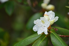 Rhododendron carolinianum