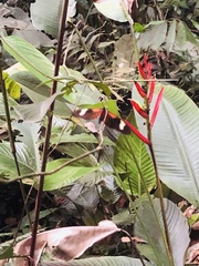 Heliconius