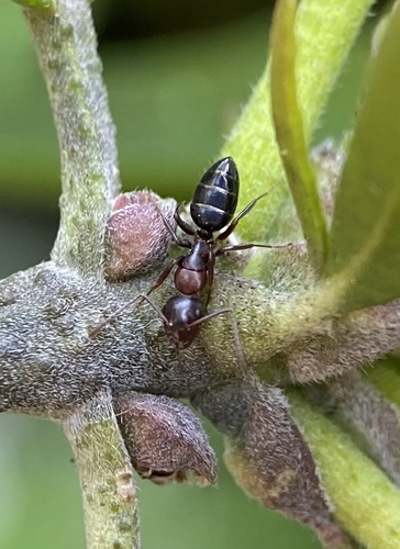 Hyatt's Carpenter Ant photo 3