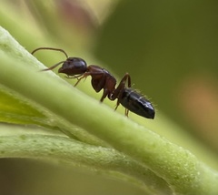 Camponotus hyatti