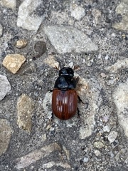 Aphodius pedellus