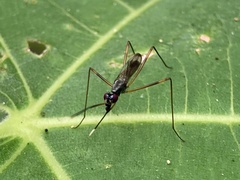 Rainieria antennaepes