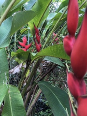 Heliconia