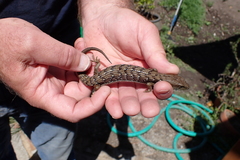 Elgaria multicarinata