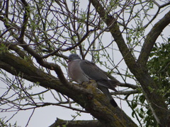 Columba palumbus