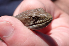 Elgaria multicarinata