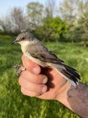 Curruca crassirostris
