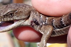 Elgaria multicarinata