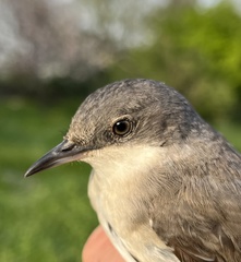 Curruca crassirostris